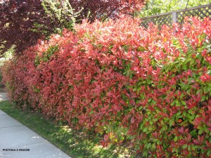 Photinia x Fraseri